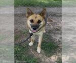 Small German Shepherd Dog Mix