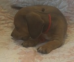 Puppy 3 Dachshund