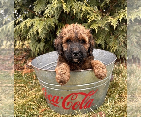Medium Photo #2 Whoodle (Miniature) Puppy For Sale in MIDDLEBURY, IN, USA