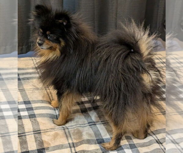 Medium Photo #4 Pomeranian Puppy For Sale in St. Louis Park, MN, USA