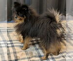 Small #3 Pomeranian