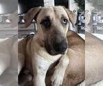 Small #2 Catahoula Leopard Dog-German Shepherd Dog Mix