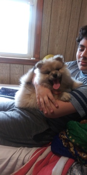 Medium Photo #3 Pomsky Puppy For Sale in BOSTON, MA, USA