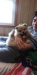 Small Photo #3 Pomsky Puppy For Sale in BOSTON, MA, USA