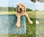 Small Photo #13 Goldendoodle Puppy For Sale in ALLENDALE, MI, USA