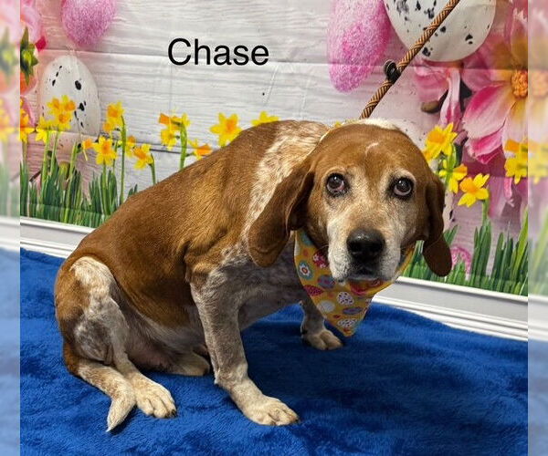 Medium Photo #3 Mutt Puppy For Sale in Cottageville, WV, USA