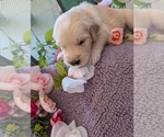 Small #20 English Cream Golden Retriever