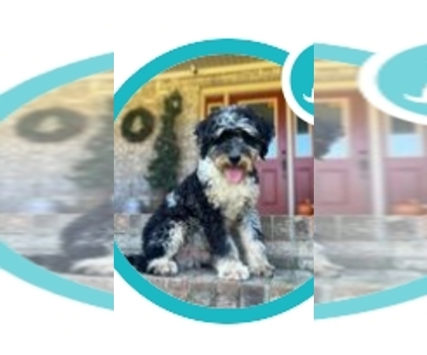 Medium Photo #1 Bernedoodle (Miniature) Puppy For Sale in LA FOLLETTE, TN, USA