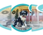 Small Photo #1 Bernedoodle (Miniature) Puppy For Sale in LA FOLLETTE, TN, USA