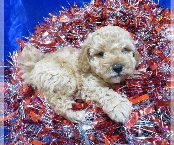 Medium Photo #18 Poodle (Miniature) Puppy For Sale in NORWOOD, MO, USA