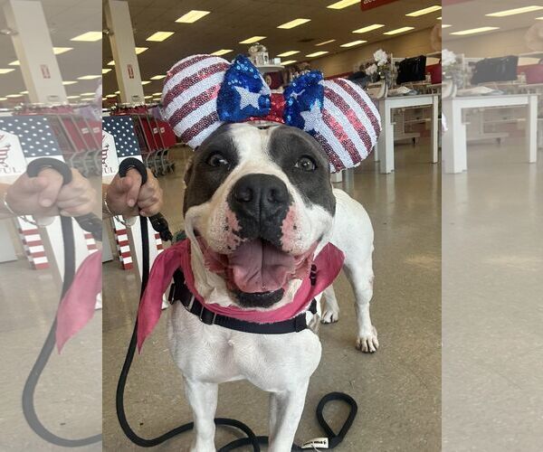 Medium Photo #15 American Bulldog Puppy For Sale in Pompano Beach , FL, USA