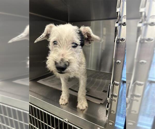 Medium Photo #1 - Mix Puppy For Sale in San Antonio, TX, USA