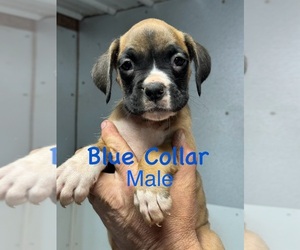 Boxer Puppy for Sale in LAURENS, South Carolina USA