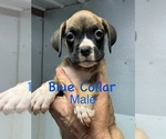 Image preview for Ad Listing. Nickname: Blue Male