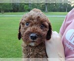 Small Photo #2 Goldendoodle (Miniature) Puppy For Sale in PAULINE, SC, USA