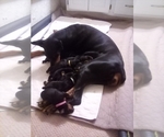 Small Photo #2 Doberman Pinscher Puppy For Sale in CONROE, TX, USA