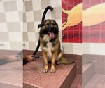 Small Photo #2 German Shepherd Dog-Unknown Mix Puppy For Sale in Cupertino, CA, USA