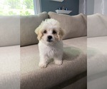 Small Photo #1 Shih-Poo Puppy For Sale in ALEXANDRIA, VA, USA