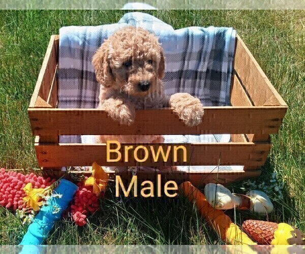 Medium Photo #1 Goldendoodle mix (+ Poodle Miniature) Puppy For Sale in NORTH LIBERTY, IN, USA