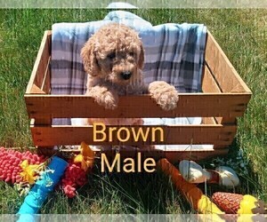 Medium Goldendoodle mix (+ Poodle Miniature)