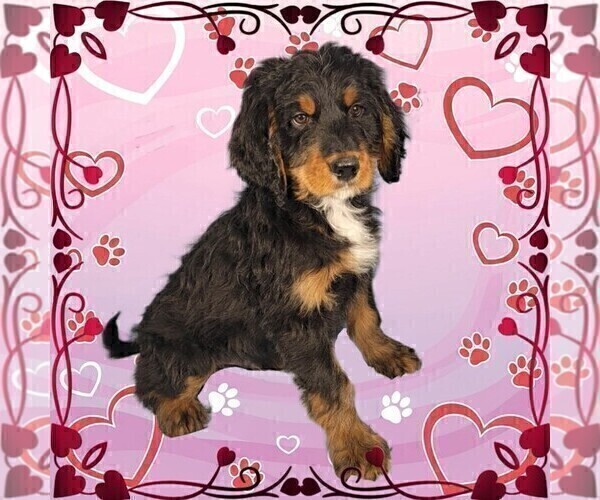Medium Photo #2 Bernedoodle Puppy For Sale in BLACK FOREST, CO, USA