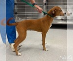 Small #2 Labrador Retriever Mix