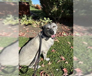Shepradors Dogs for adoption in Vaughan, Ontario, Canada
