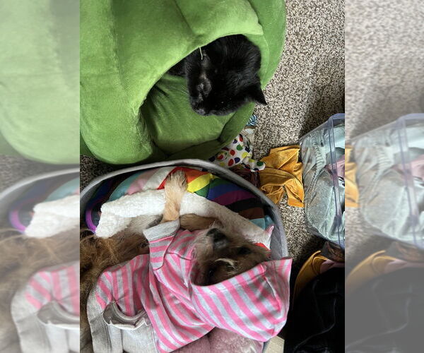 Medium Photo #2 Shih Tzu-Unknown Mix Puppy For Sale in Plymouth, MN, USA