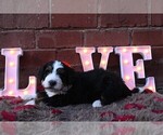 Small Photo #23 Bernedoodle Puppy For Sale in ELMWOOD, IL, USA