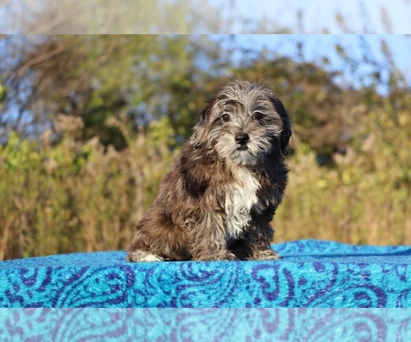Medium Photo #31 ShihPoo Puppy For Sale in DYERSBURG, TN, USA