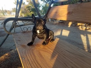 French Bulldog Puppy for sale in SANTA CLARITA, CA, USA