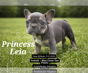 French Bulldog Puppy for sale in FAYETTEVILLE, GA, USA