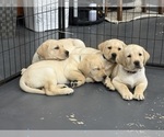 Small Photo #1 Labrador Retriever Puppy For Sale in MIAMI, FL, USA