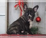Small Photo #3 French Bulldog Puppy For Sale in FREDERICKSBG, OH, USA