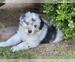 Puppy Puppy 1 Australian Shepherd