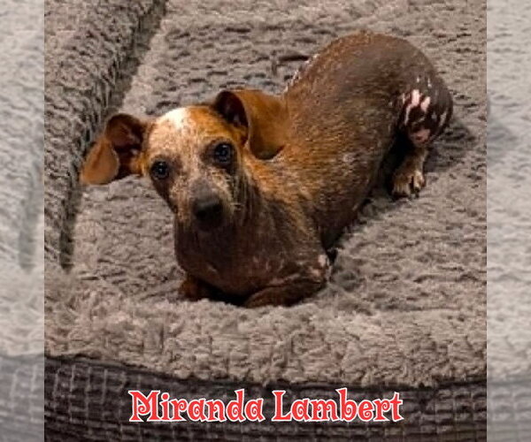 Medium Photo #36 Dachshund Puppy For Sale in San Antonio, TX, USA