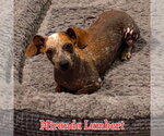 Small #35 Dachshund