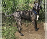 Small Brazilian Mastiff