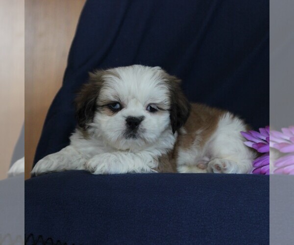 Medium Photo #4 Shih Tzu Puppy For Sale in NARVON, PA, USA