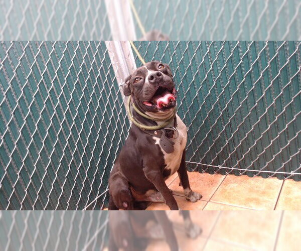 Medium Photo #1 Mutt Puppy For Sale in Downey, CA, USA
