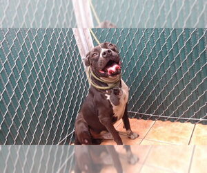 Mutt Dogs for adoption in Downey, CA, USA