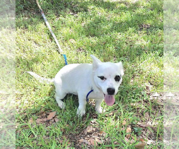 Medium Photo #2 Dachshund-Jack Russell Terrier Mix Puppy For Sale in Missouri City, TX, USA