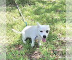 Small #1 Dachshund-Jack Russell Terrier Mix