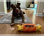 Small #12 American Pit Bull Terrier Mix
