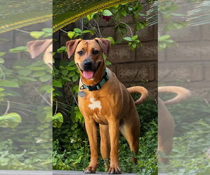 Peach - Female Labrador Retriever-Rhodesian Ridgeback Mix Dog for Adoption - Photo #7