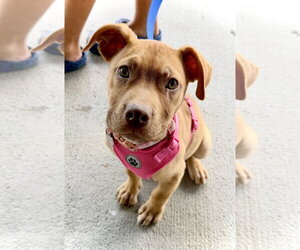 American Staffordshire Terrier-Unknown Mix Dogs for adoption in Holly Springs, NC, USA