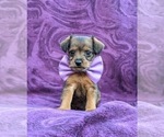 Small Photo #6 Fox Terrier (Toy)-Poodle (Toy) Mix Puppy For Sale in LINCOLN UNIV, PA, USA