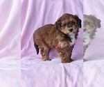 Puppy Nellie Miniature Bernedoodle