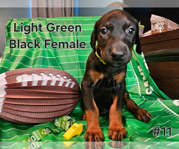 Medium Photo #1 Doberman Pinscher Puppy For Sale in CLINTON, OH, USA