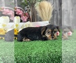 Small #1 Yorkshire Terrier